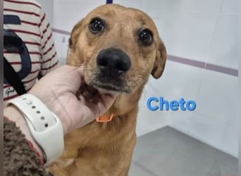 Cheto geb. 02/2020 (ESP) - treuer Hundepartner sucht seine zweite Chance!