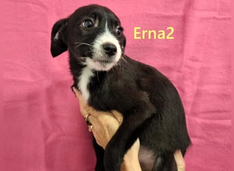 Erna2 geb. 09/2025 (GRC) - menschenbezogene, goldige Welpin!