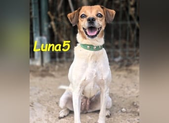 Luna5 geb. 06/2017 (ESP) - liebevolle und aufgeschlossene Hündin!