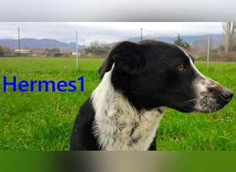 Hermes1 geb. 04/2023 (GRC) - lieber und sozialer Hundemann sucht Körbchen!