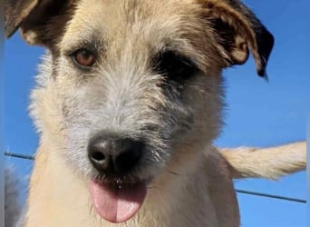 Tess geb. 12/2023 (GRC) - liebe und soziale Junghündin sucht ebensolche Menschen!