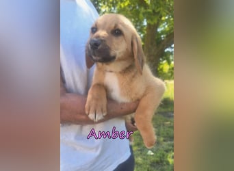 Amber geb. 03/2026 (GRC) - Welpenmädchen wünscht sich ein Zuhause!