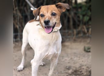 Luna5 geb. 06/2017 (ESP) - liebevolle und aufgeschlossene Hündin!