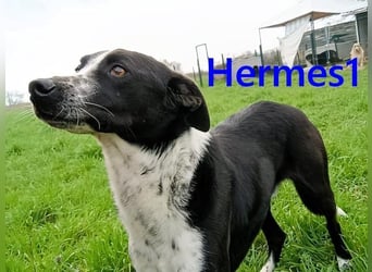 Hermes1 geb. 04/2023 (GRC) - lieber und sozialer Hundemann sucht Körbchen!