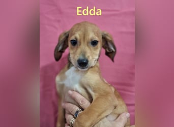 Edda geb. 09/2025 (GRC) - fröhliche, kleine Welpin!