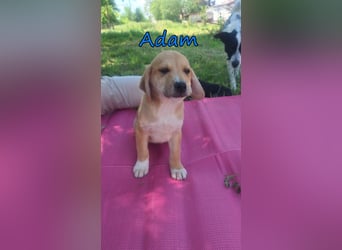 Adam geb. 03/2026 (GRC) - Welpe sucht seine Familie!