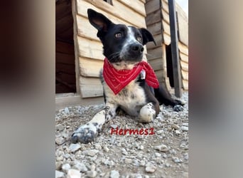 Hermes1 geb. 04/2023 (GRC) - lieber und sozialer Hundemann sucht Körbchen!