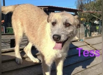 Tess geb. 12/2023 (GRC) - liebe und soziale Junghündin sucht ebensolche Menschen!