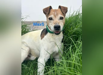 Max5 geb. 04/2022 (ESP) - liebevoller Hundemann verdient seine Chance!