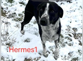 Hermes1 geb. 04/2023 (GRC) - lieber und sozialer Hundemann sucht Körbchen!