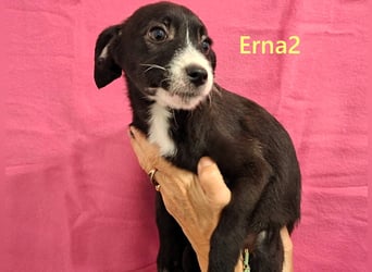 Erna2 geb. 09/2025 (GRC) - menschenbezogene, goldige Welpin!