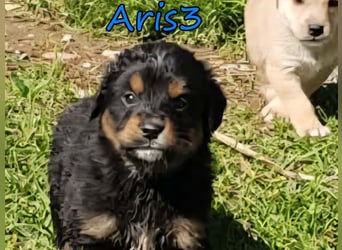 Aris3 geb. 03/2026 (GRC) - verschmuster Welpe möchte sein Leben beginnen!