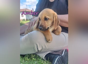 Amber geb. 03/2026 (GRC) - Welpenmädchen wünscht sich ein Zuhause!