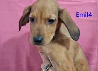 Emil4 geb. 09/2025 (GRC) - lustiger, zuckersüßer Welpe!
