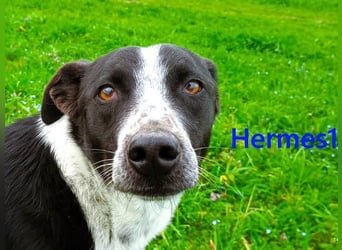 Hermes1 geb. 04/2023 (GRC) - lieber und sozialer Hundemann sucht Körbchen!