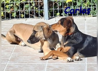 Carlos geb. 01/2025 (GRC) - sanfter und wunderschöner Junghund!