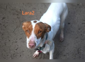 Lara2 geb. 08/2024 (ESP) - soziale und liebevolle Hündin!
