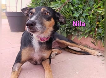 Nila geb. 08/2020 (ESP) - unkomplizierte und freundliche Traumhündin!