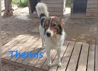 Themis geb. 03/2021 (GRC) - fröhlicher und neugieriger Rüde, ein kleiner Freigeist!