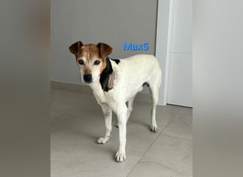 Max5 geb. 04/2022 (ESP) - liebevoller Hundemann verdient seine Chance!