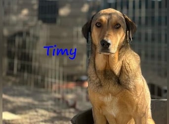 Timy geb. 04/2020 (GRC) - ruhiger und verträglicher Rüde sucht ein entspanntes Zuhause!