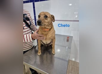 Cheto geb. 02/2020 (ESP) - treuer Hundepartner sucht seine zweite Chance!