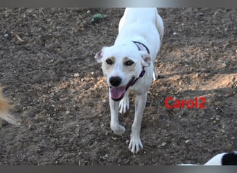 Carol2 geb. 12/2025 (ESP) - zuckersüßes Hundemädchen mit offenem Wesen!