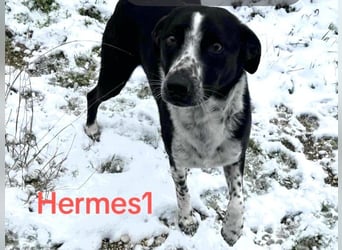 Hermes1 geb. 04/2023 (GRC) - lieber und sozialer Hundemann sucht Körbchen!