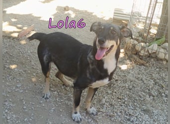 Lola6 geb. 01/2024 (GRC) - fröhliche Hundepartnerin sucht die richtige Familie!