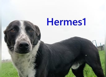 Hermes1 geb. 04/2023 (GRC) - lieber und sozialer Hundemann sucht Körbchen!