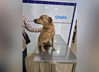 Cheto geb. 02/2020 (ESP) - treuer Hundepartner sucht seine zweite Chance!