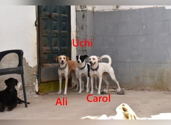Carol2 geb. 12/2025 (ESP) - zuckersüßes Hundemädchen mit offenem Wesen!