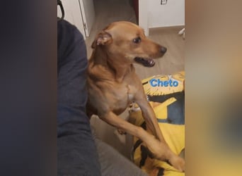 Cheto geb. 02/2020 (ESP) - treuer Hundepartner sucht seine zweite Chance!