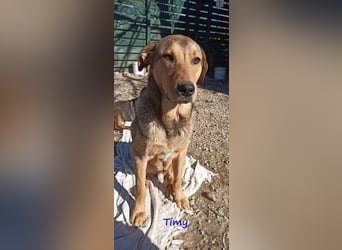 Timy geb. 04/2020 (GRC) - ruhiger und verträglicher Rüde sucht ein entspanntes Zuhause!