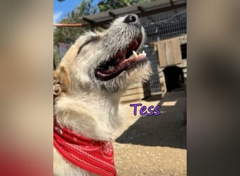 Tess geb. 12/2023 (GRC) - liebe und soziale Junghündin sucht ebensolche Menschen!