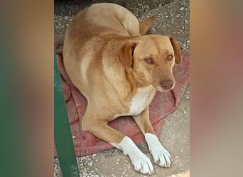 Greta3 geb. 05/2019 (GRC) - freundliche, schüchterne Schönheit!