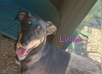Lola6 geb. 01/2024 (GRC) - fröhliche Hundepartnerin sucht die richtige Familie!