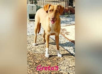 Greta3 geb. 05/2019 (GRC) - freundliche, schüchterne Schönheit!