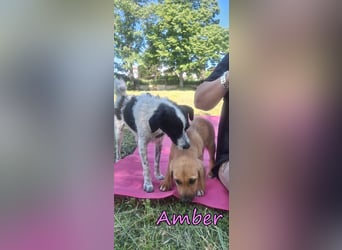 Amber geb. 03/2026 (GRC) - Welpenmädchen wünscht sich ein Zuhause!