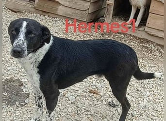 Hermes1 geb. 04/2023 (GRC) - lieber und sozialer Hundemann sucht Körbchen!
