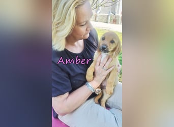 Amber geb. 03/2026 (GRC) - Welpenmädchen wünscht sich ein Zuhause!