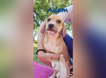 Adam geb. 03/2026 (GRC) - Welpe sucht seine Familie!
