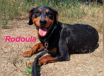 Rodoula geb. 2018 (GRC) - sehr ruhige und gelassene, süße und soziale Hündin!