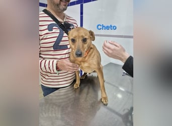 Cheto geb. 02/2020 (ESP) - treuer Hundepartner sucht seine zweite Chance!