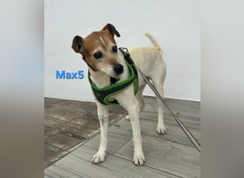 Max5 geb. 04/2022 (ESP) - liebevoller Hundemann verdient seine Chance!