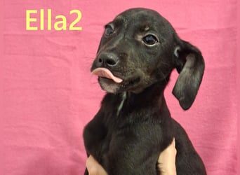 Ella2 geb. 09/2025 (GRC) - bezaubernde, liebe Welpin!
