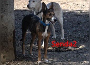 Senda2 geb. 03/2021 (ESP) - freundliche, soziale und sehr süße Hündin!