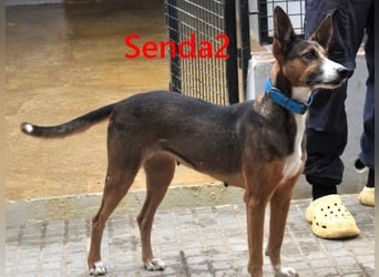 Senda2 geb. 03/2021 (ESP) - freundliche, soziale und sehr süße Hündin!