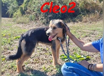 Cleo2 geb. 01/2025 (GRC) - süße und neugierige, kleine Welpin!