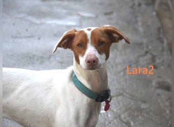 Lara2 geb. 08/2024 (ESP) - soziale und liebevolle Hündin!